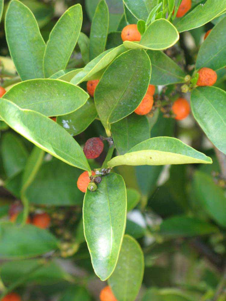              Shade leaves (Winter Haven, FL)       